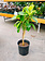 Ficus Yellow Gem Standard 10"