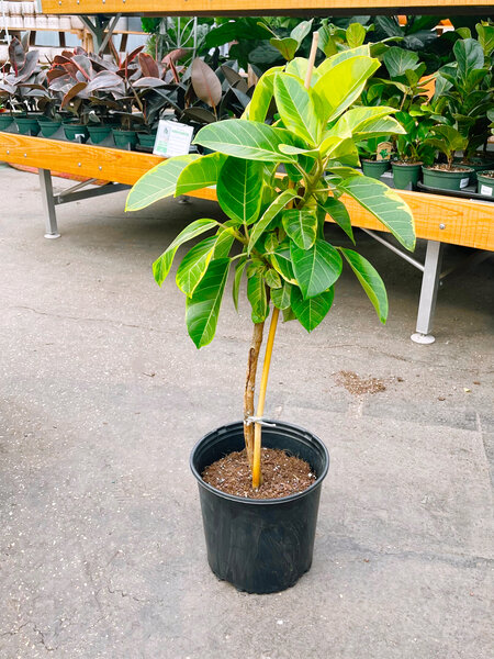 Ficus Yellow Gem Standard 10"