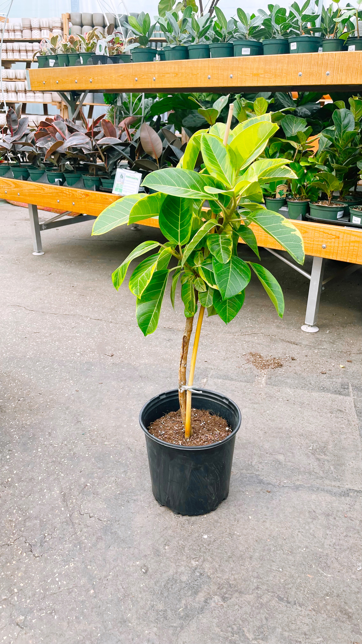 Ficus Yellow Gem Standard 10"
