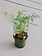 Fern Leatherleaf