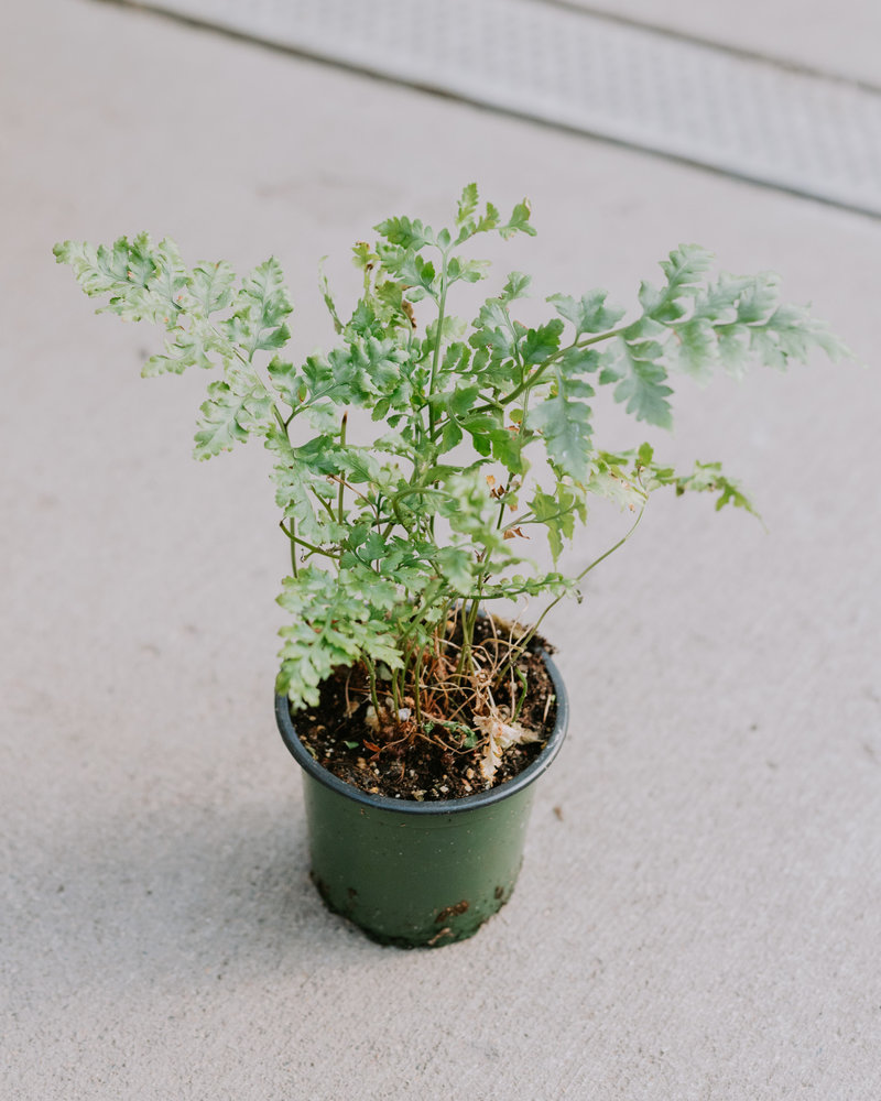Fern Leatherleaf