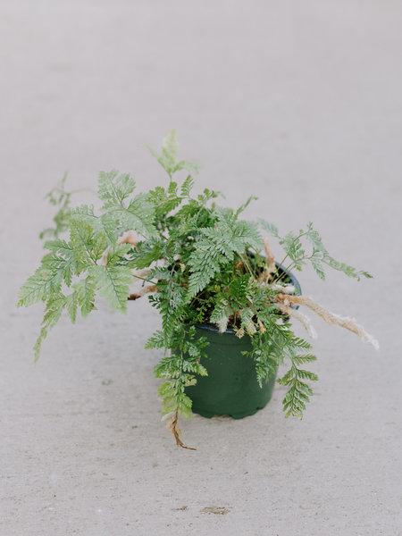 Rabbit's Foot Fern