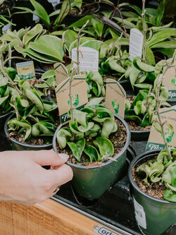 Hoya Krinkle Kurl 4"