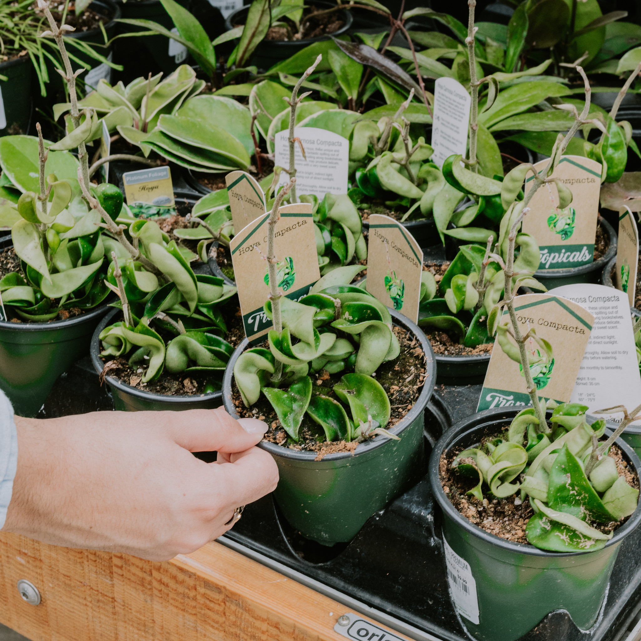 Hoya Krinkle Kurl 4"