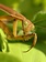 Dutch Growers Praying Mantis Egg Case