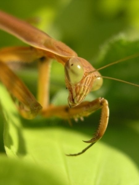 Praying Mantis Egg Case