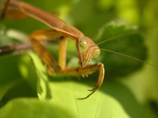 Praying Mantis Egg Case