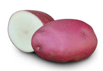 Earth Apples Rosara Seed Potatoes 1kg