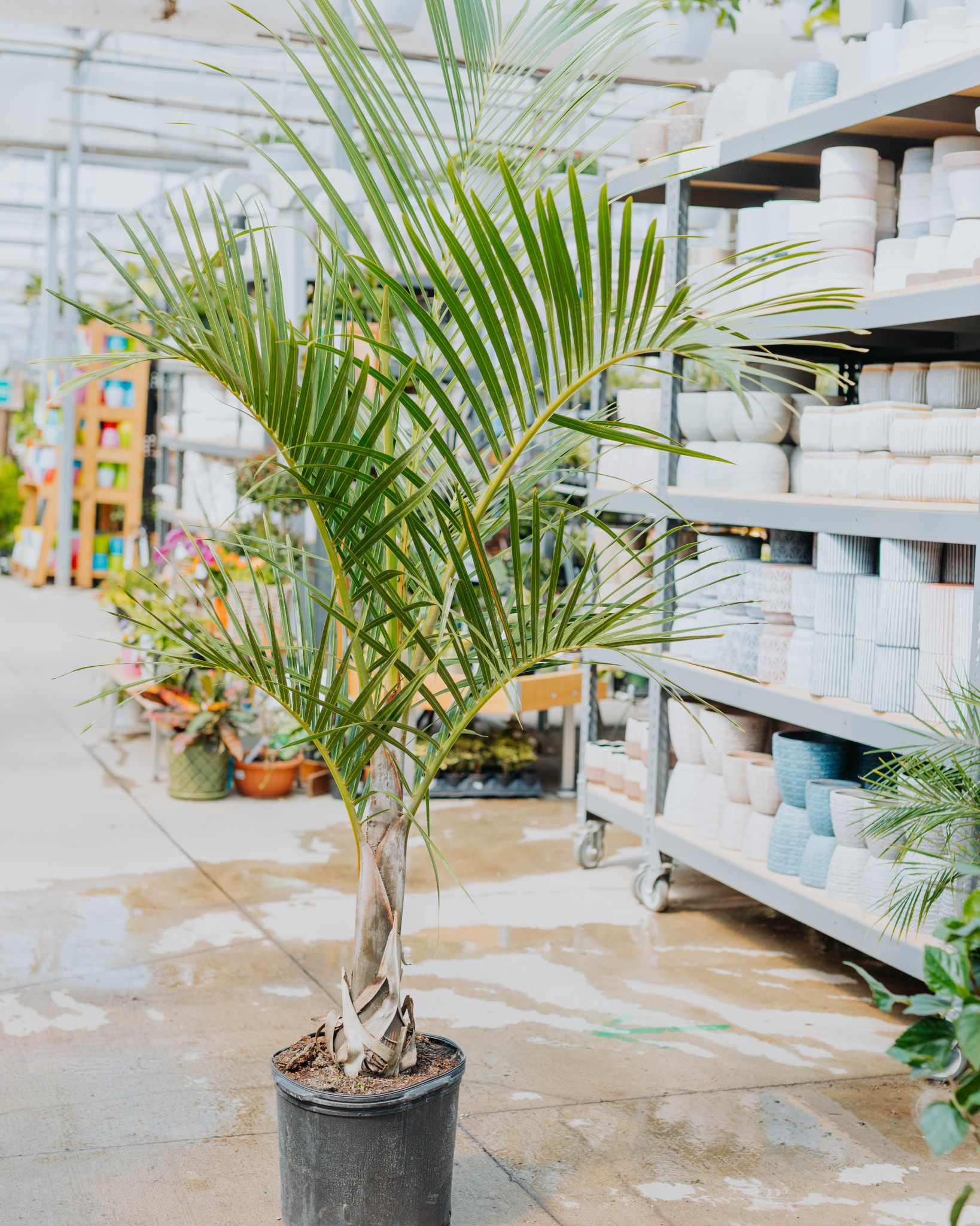 Spindle Palm 14"