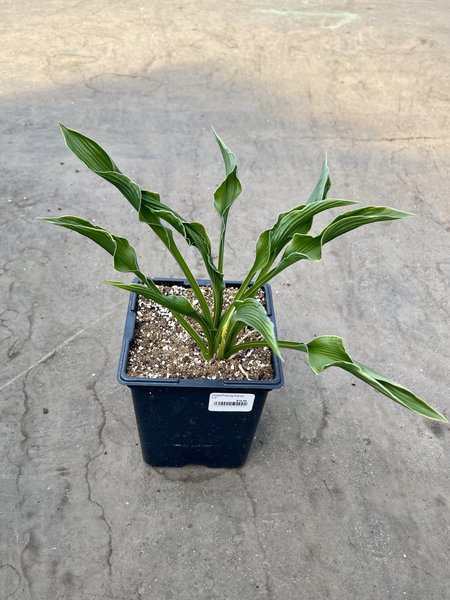 Hosta Praying Hands 5.5"