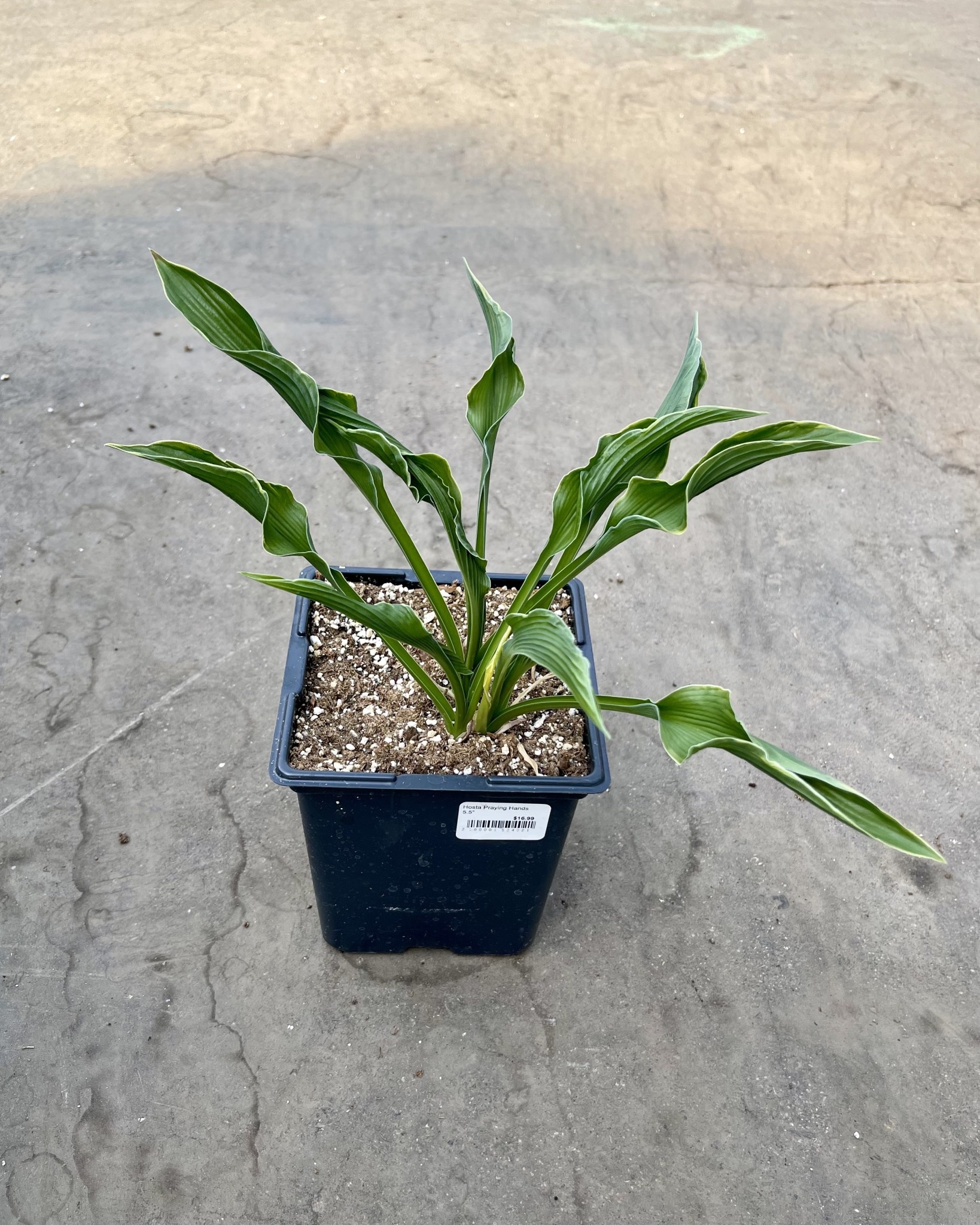 Hosta Praying Hands 5.5"
