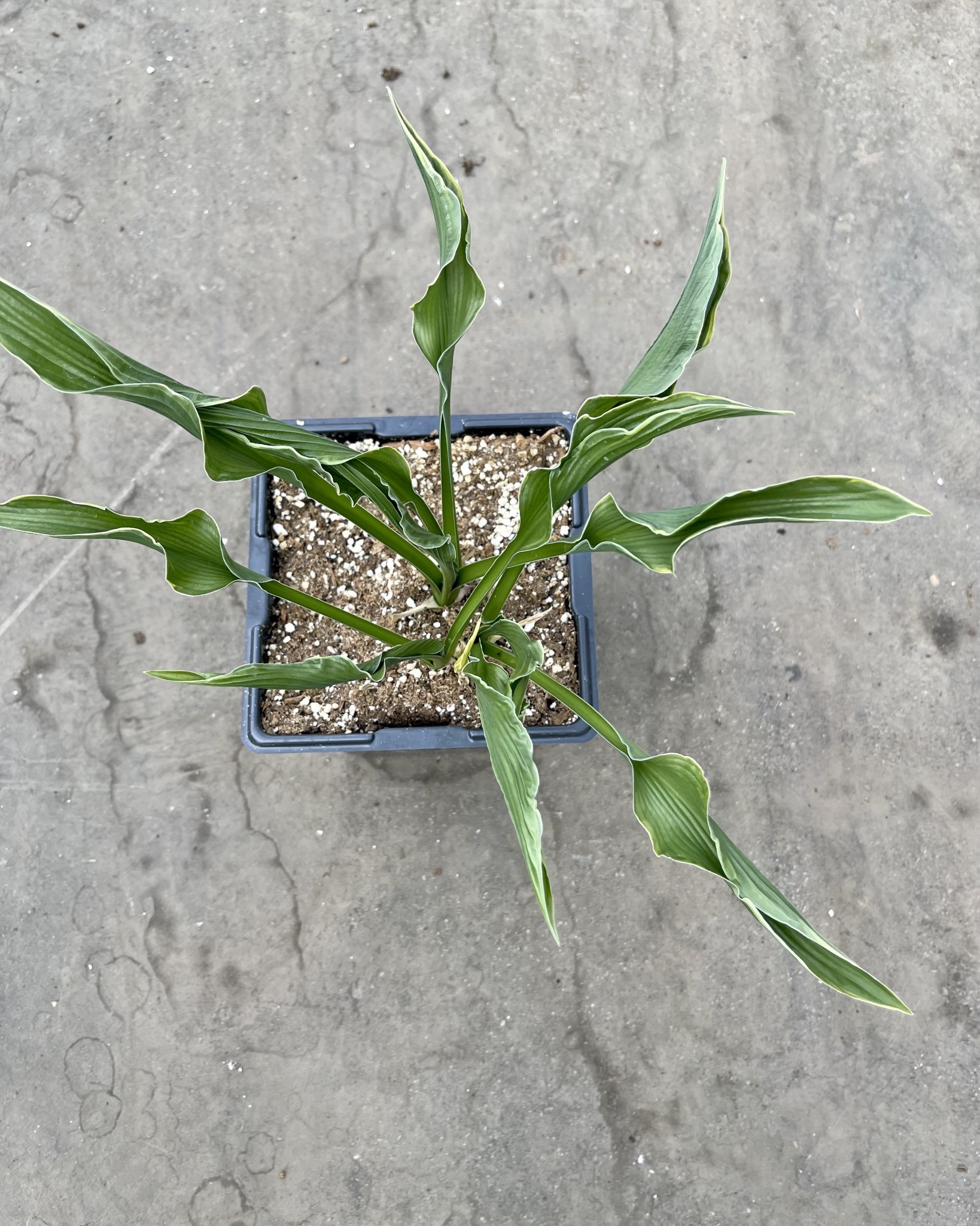 Hosta Praying Hands 5.5"