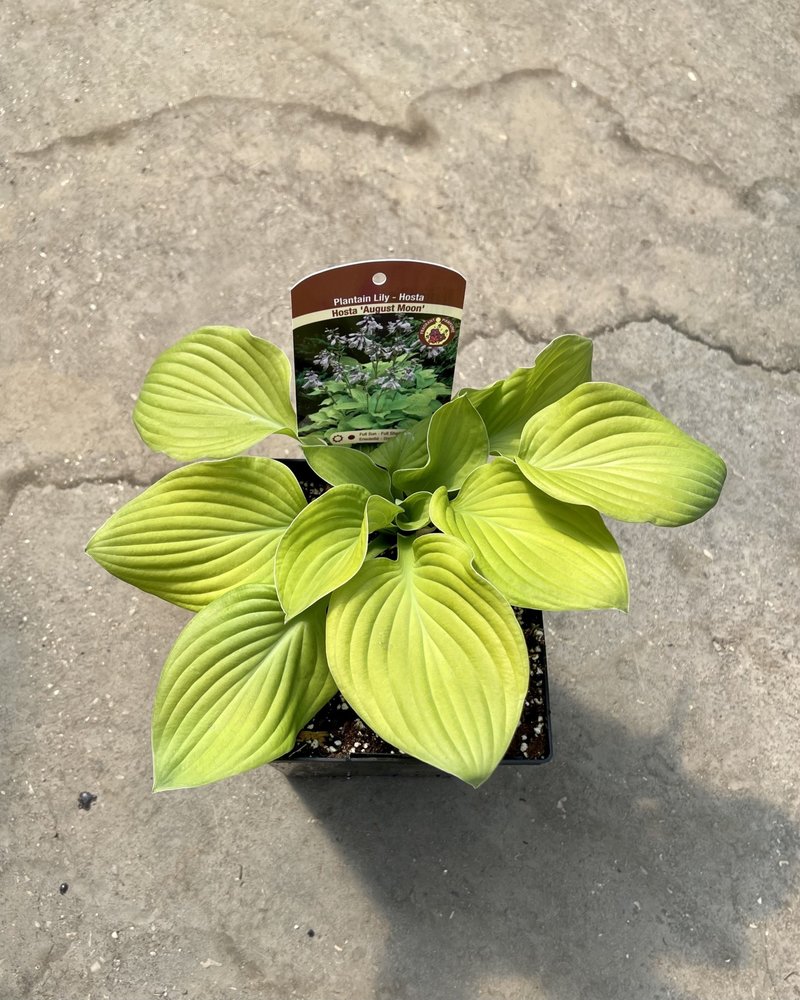 Hosta August Moon