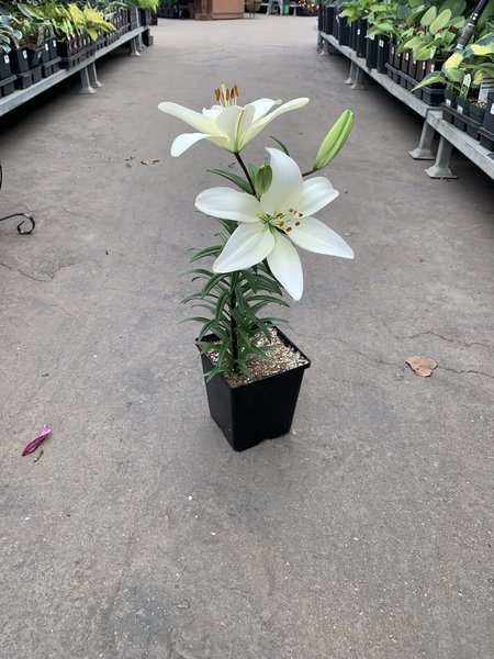 Lily Asiatic Tiny Crystal 5.5"