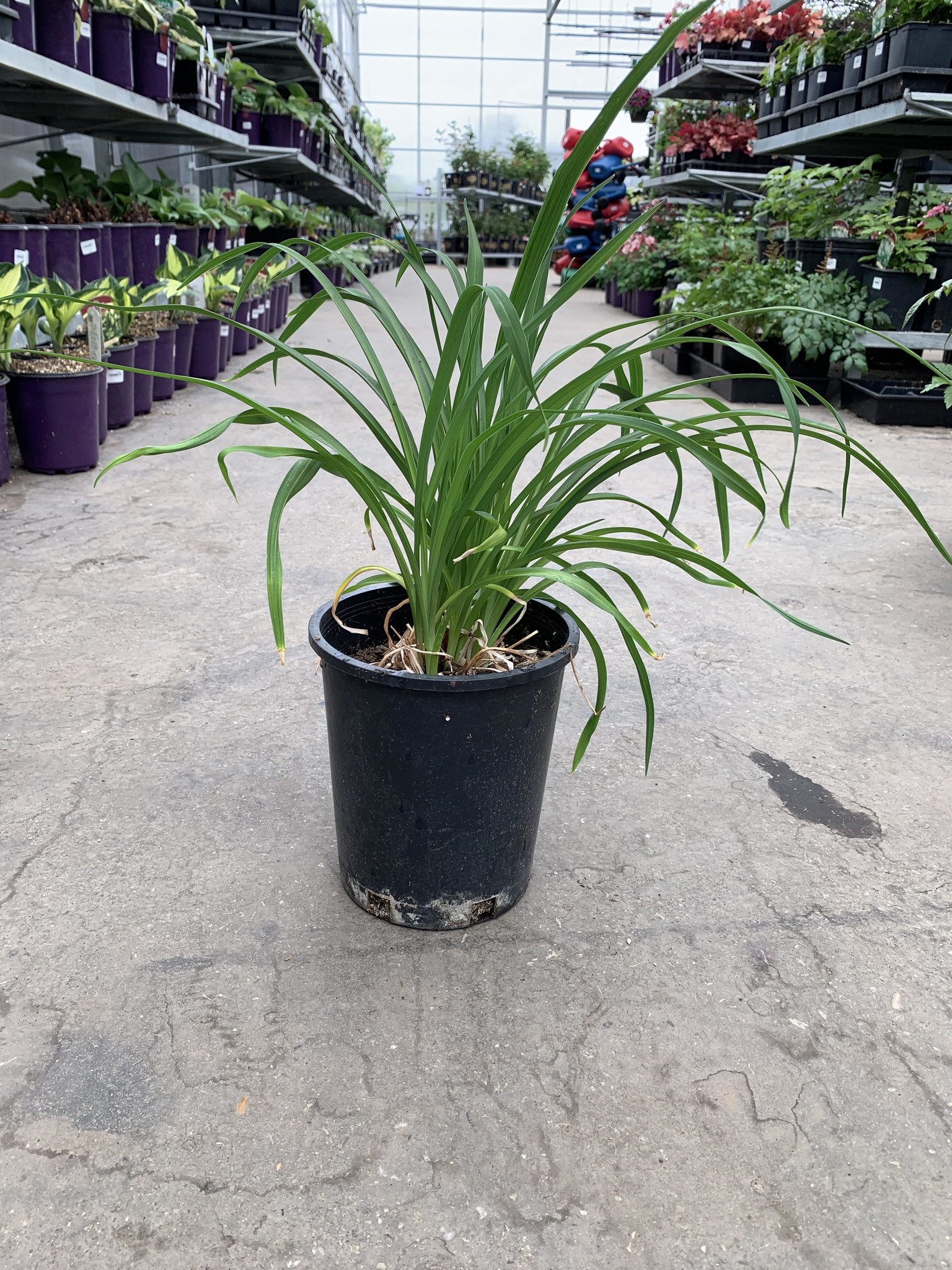 Daylily Stella D'Oro