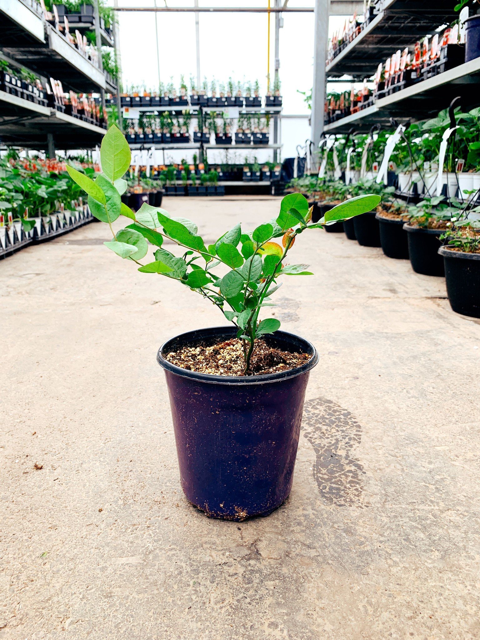 Blueberry Sweetheart 1gal