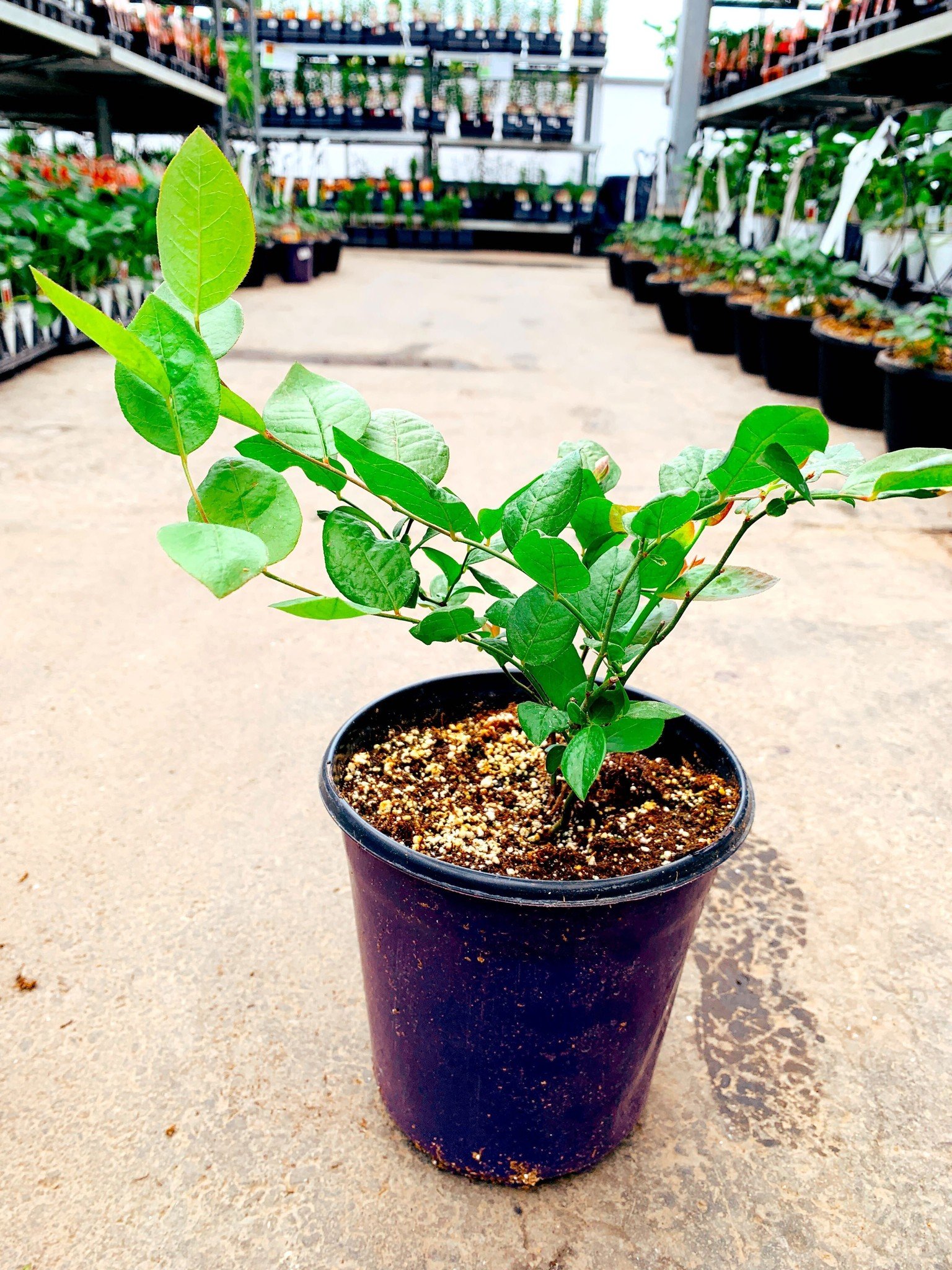 Blueberry Sweetheart 1gal