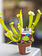 Carnivorous Plant Assorted 2"
