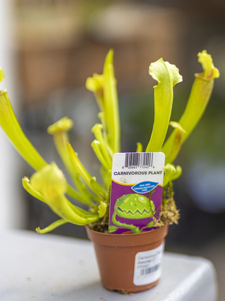 Carnivorous Plant Assorted 2"