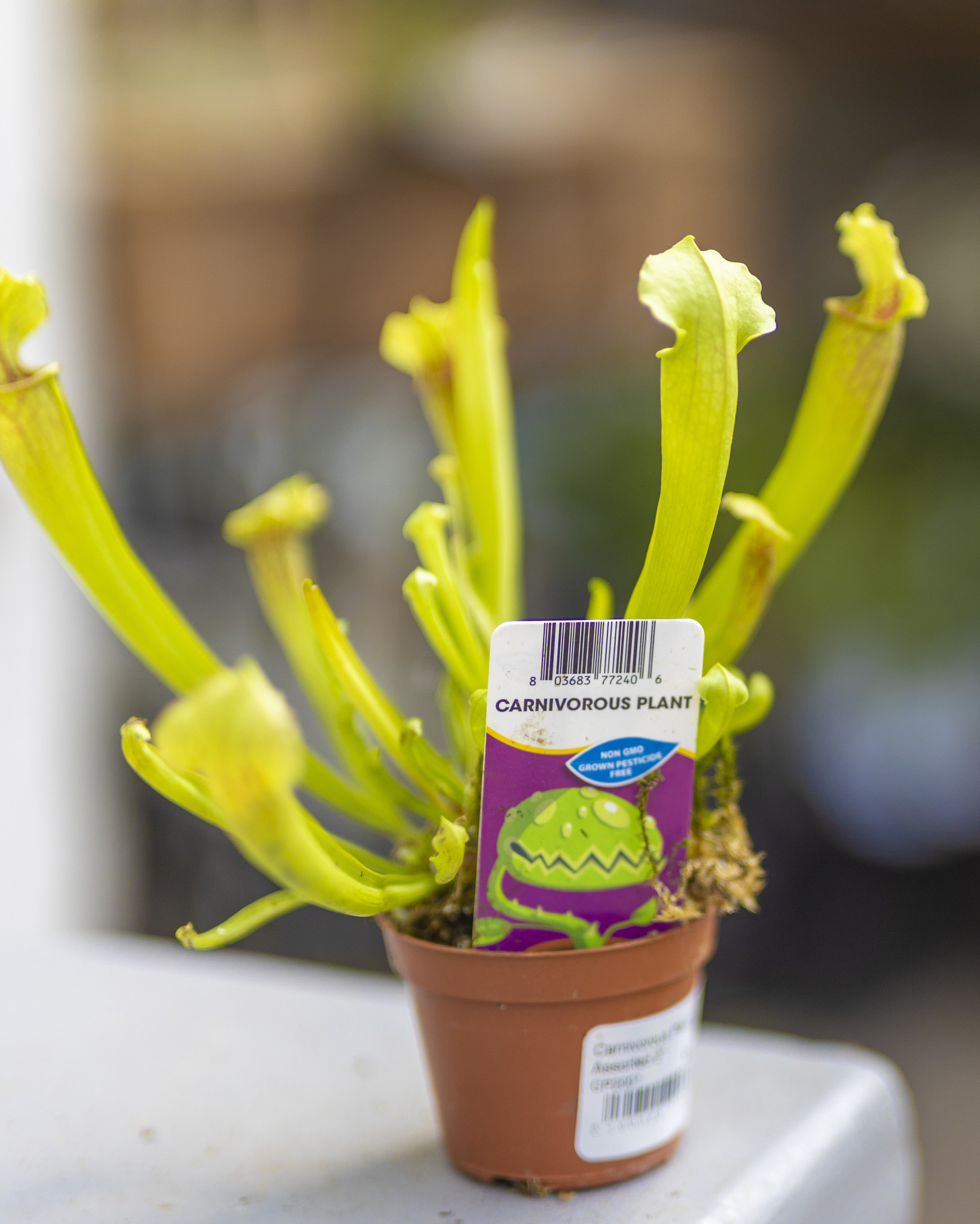 Carnivorous Plant Assorted 2"