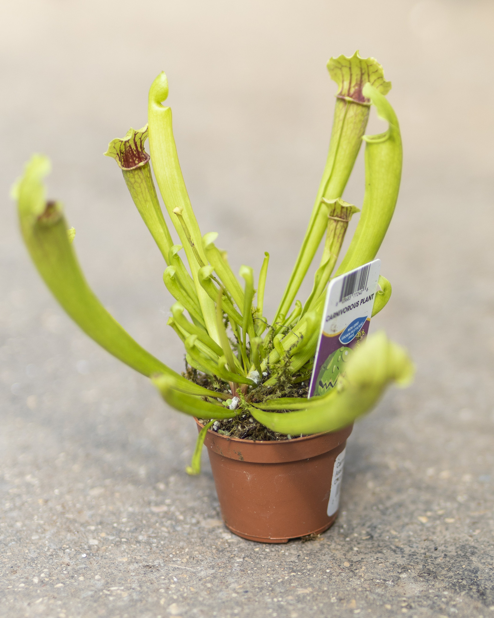 Carnivorous Plant Assorted 2"