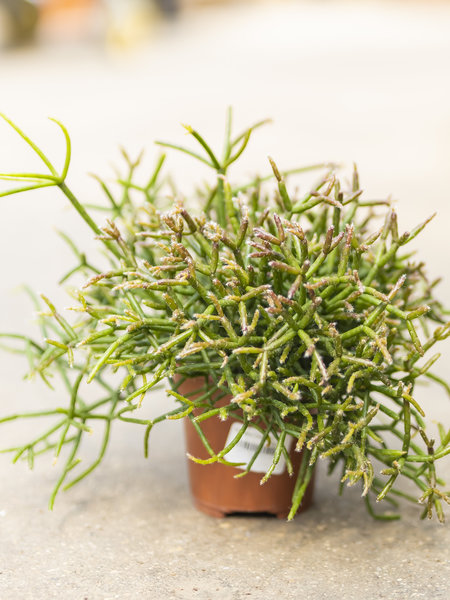 Mistletoe Cactus 4"