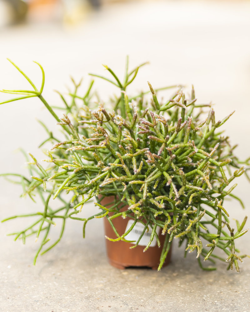 Mistletoe Cactus 4"