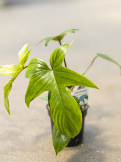 Philodendron Florida Beauty 4"