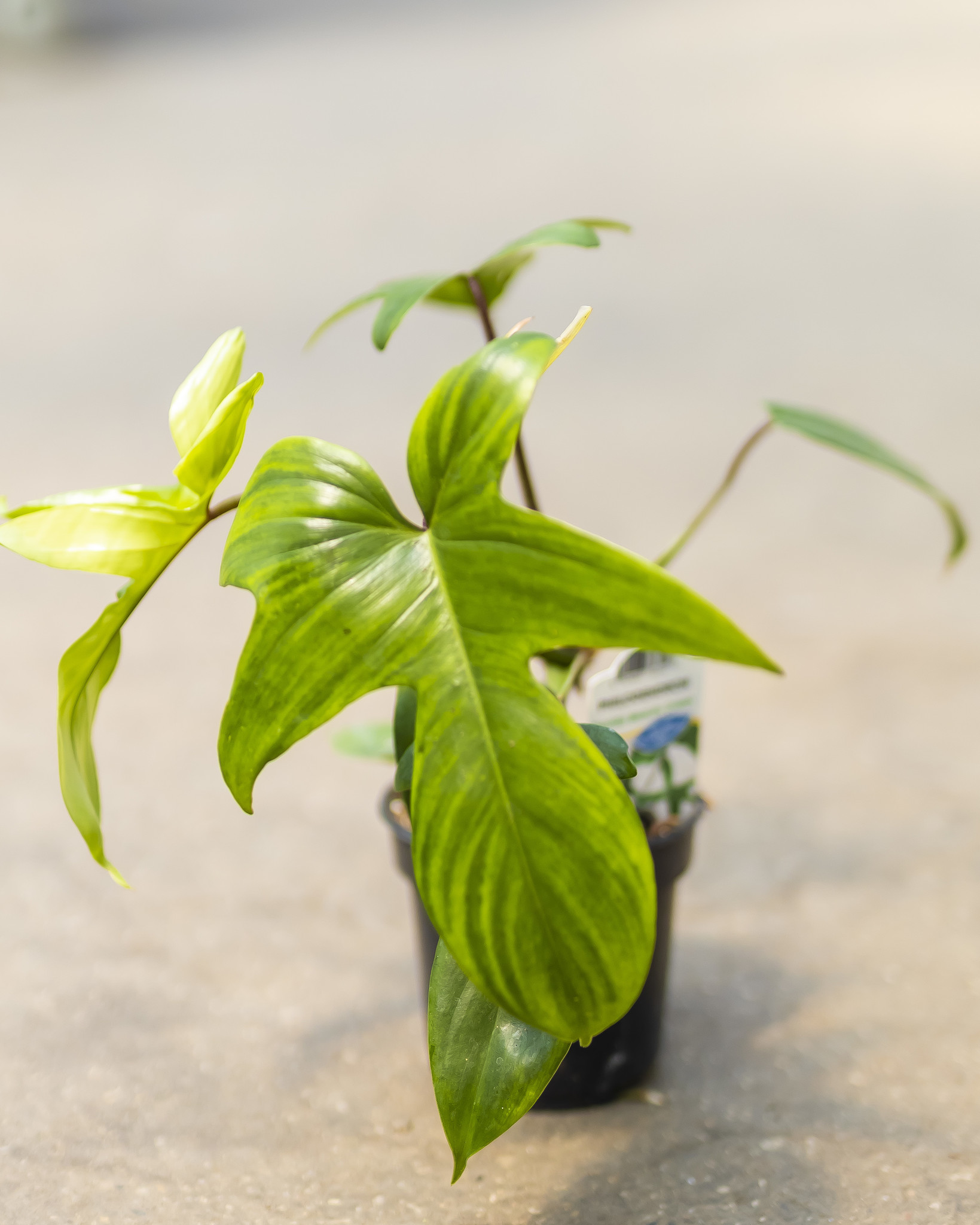 Philodendron Florida Beauty 4"