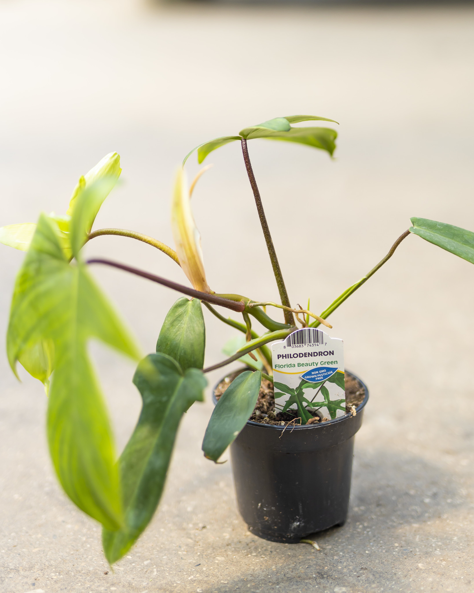 Philodendron Florida Beauty 4"