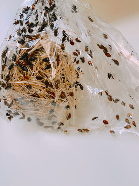 Dutch Growers Live Ladybugs