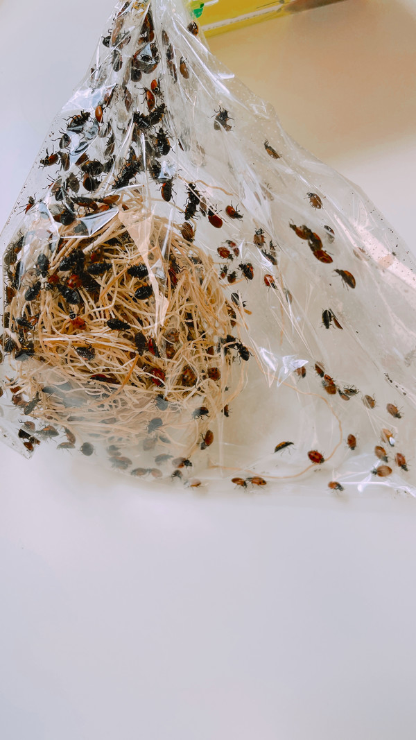 Dutch Growers Live Ladybugs