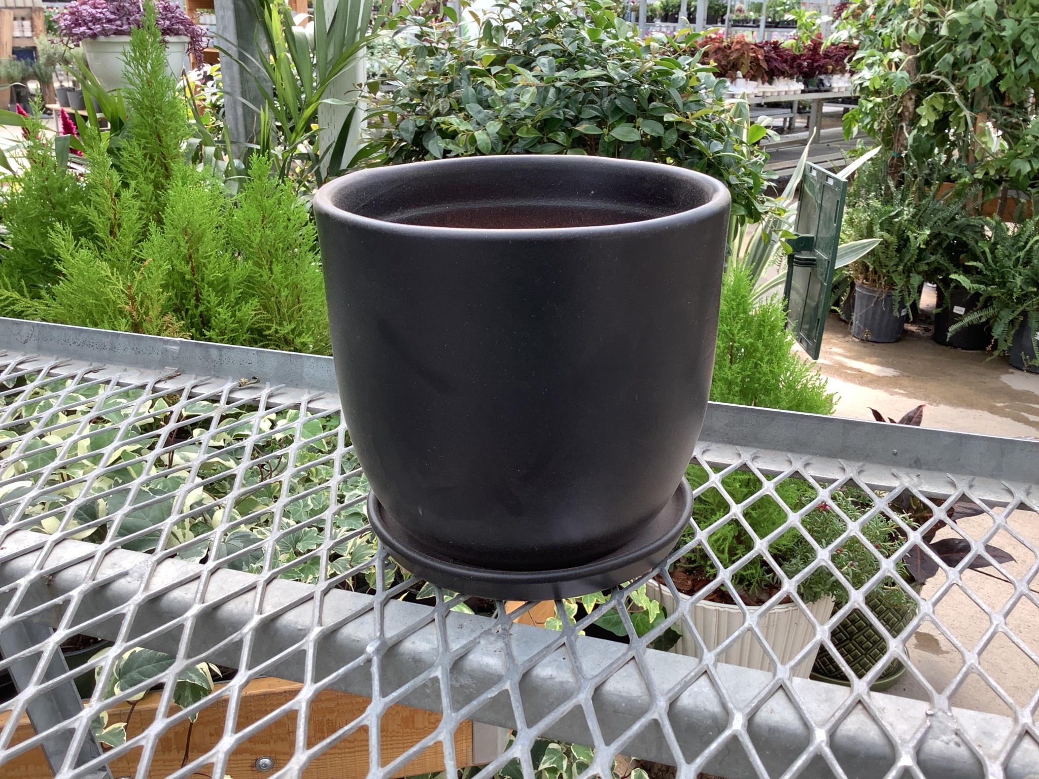 Eastham II Egg Pot With Saucer