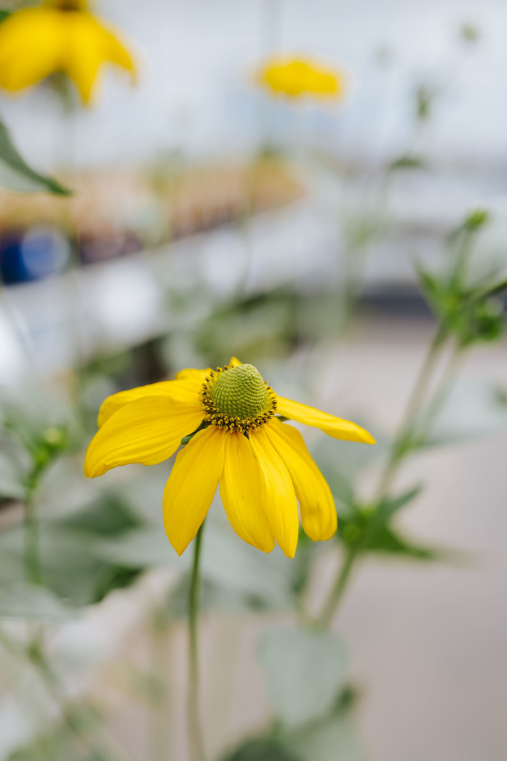 Rudbeckia Goldstrum