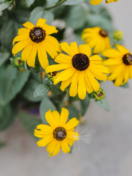 Rudbeckia Goldstrum