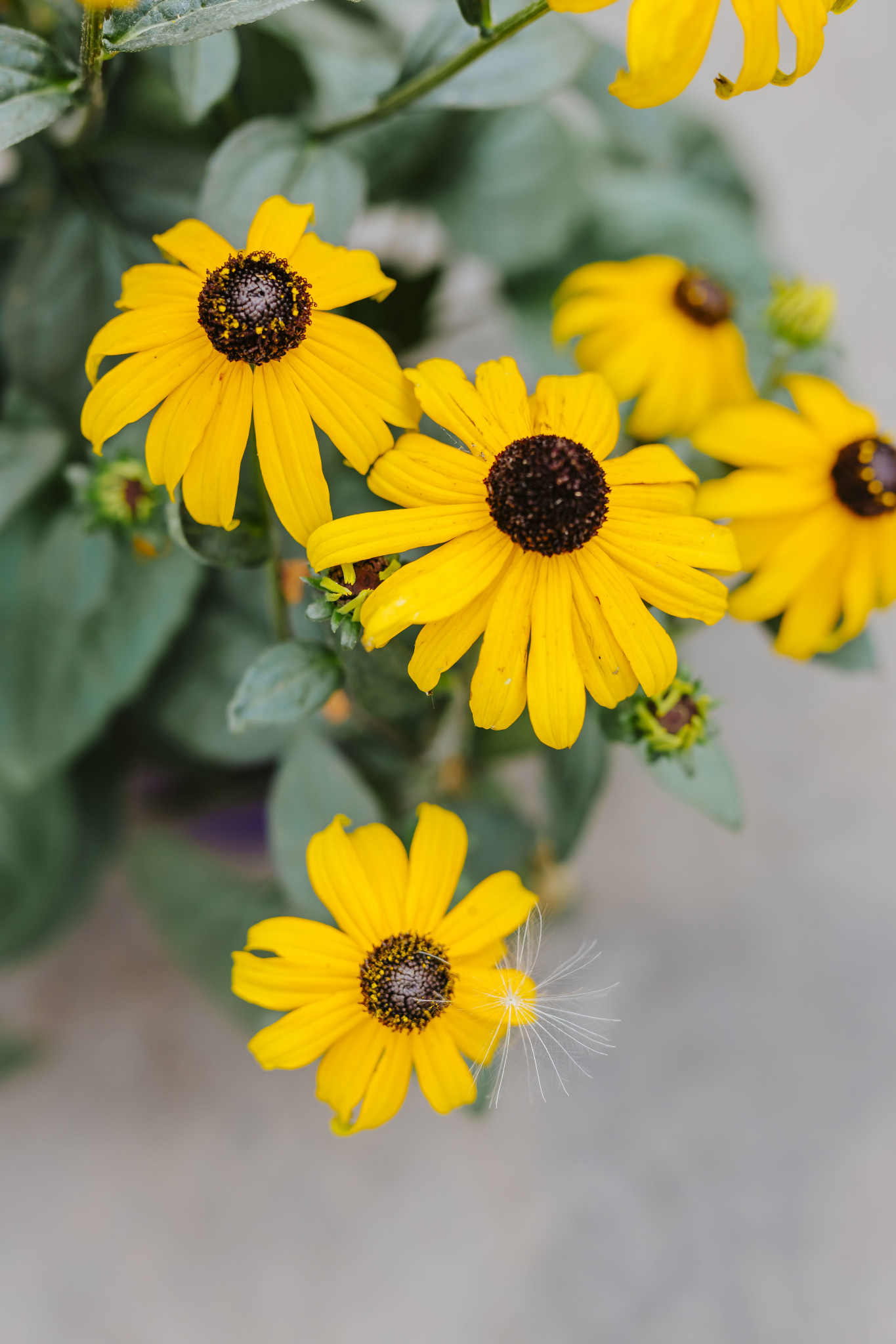 Rudbeckia Goldstrum