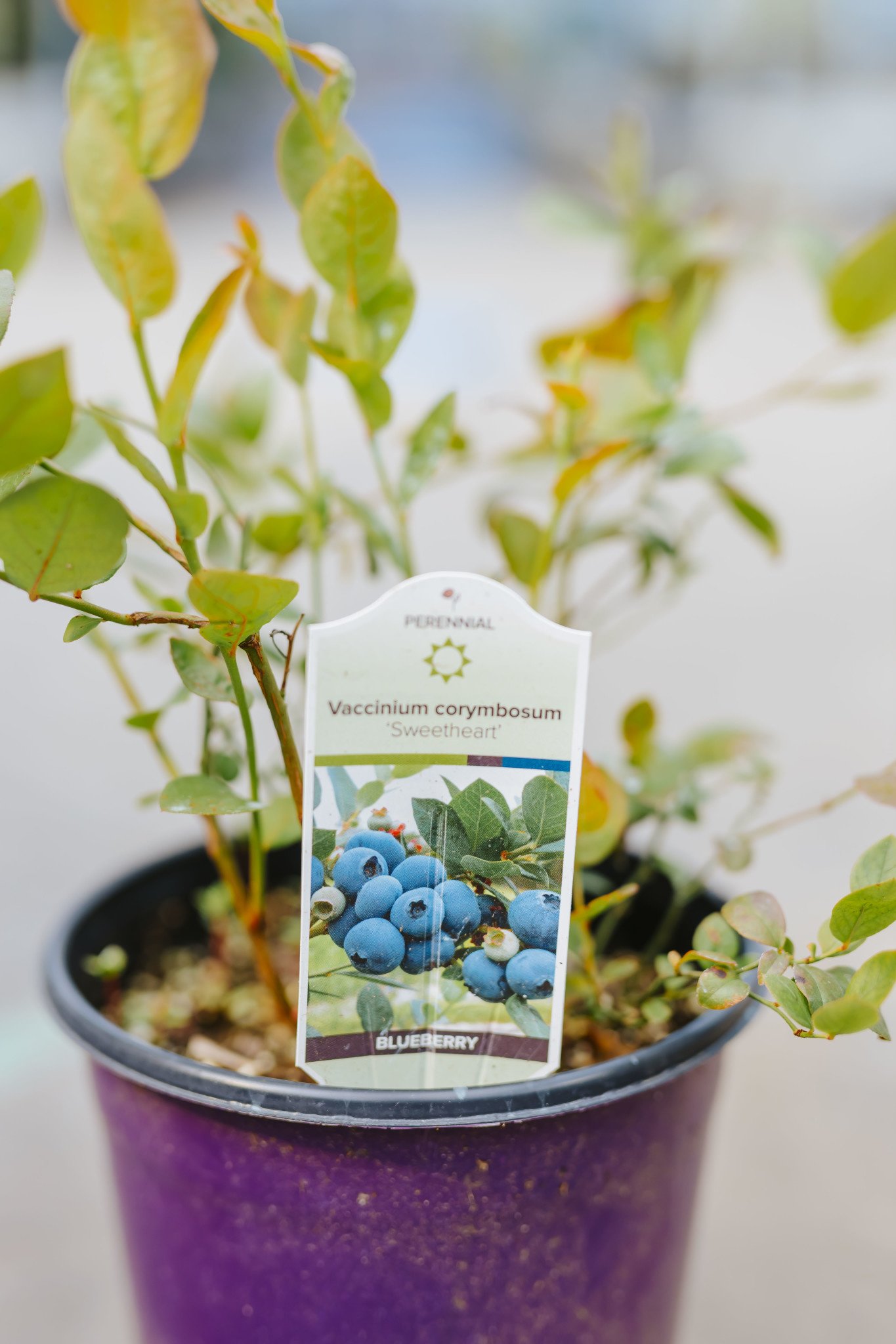 Blueberry Sweetheart 1gal