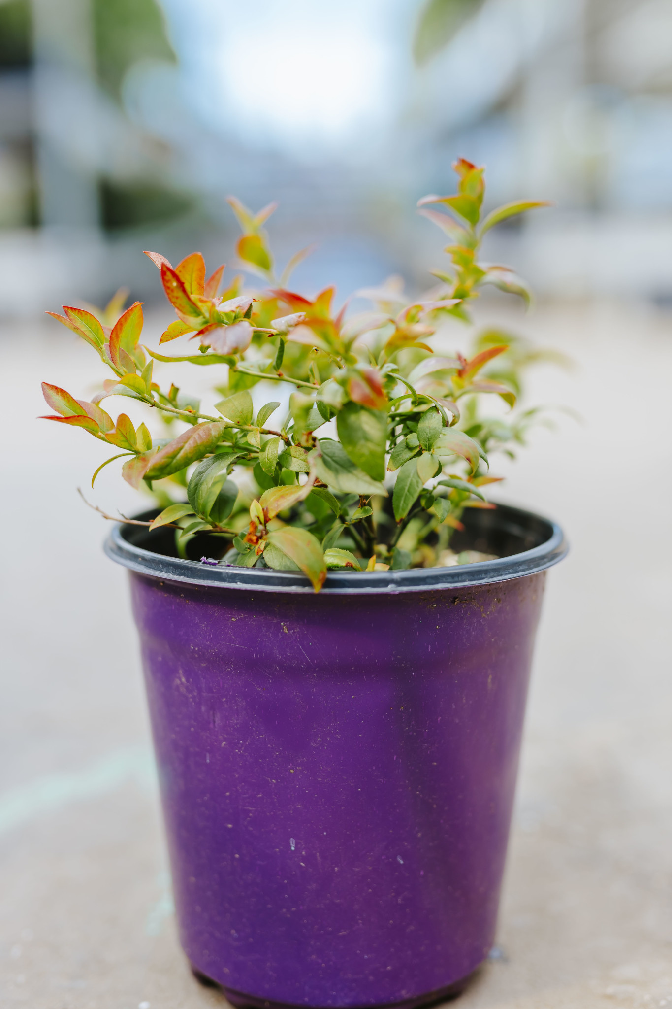 Blueberry Top Hat 1gal