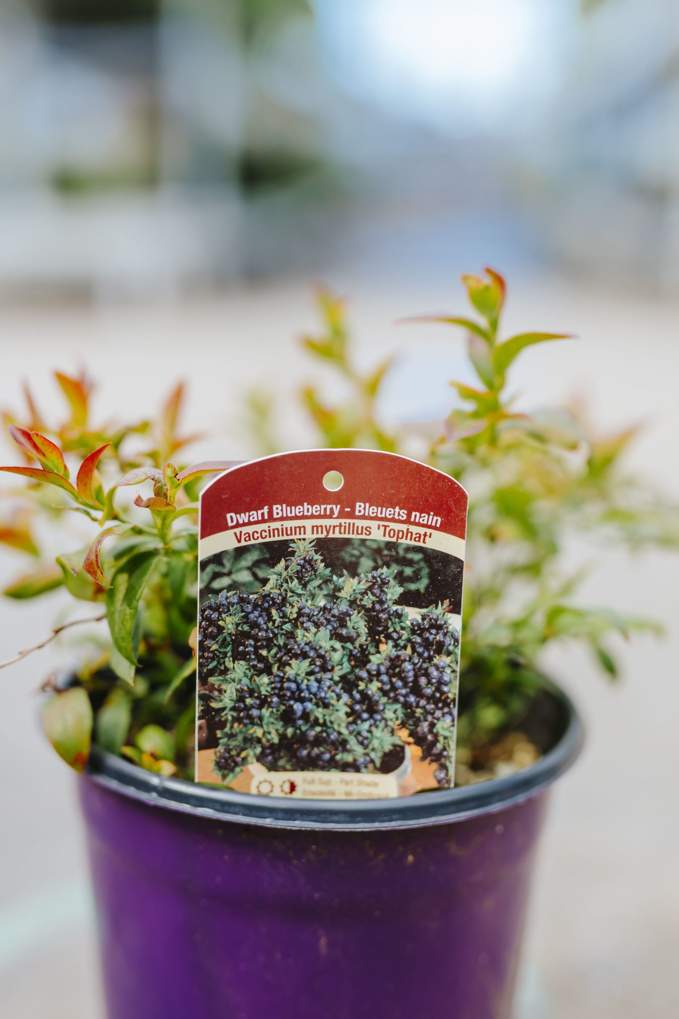 Blueberry Top Hat 1gal