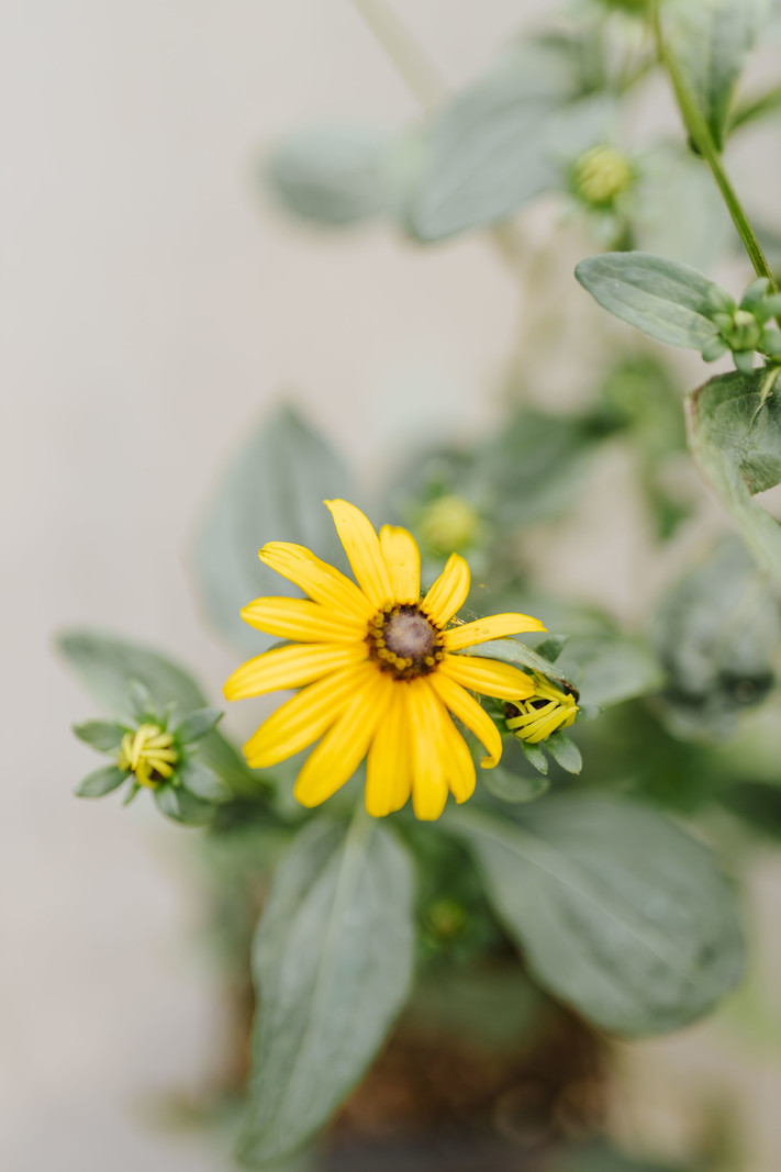 Rudbeckia Goldstrum