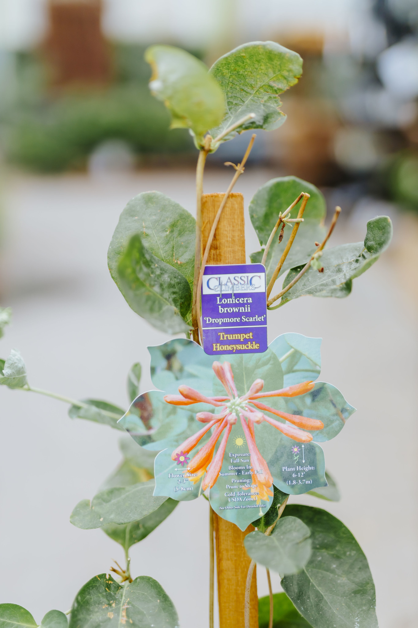 Honeysuckle Dropmore Scarlet 1gal