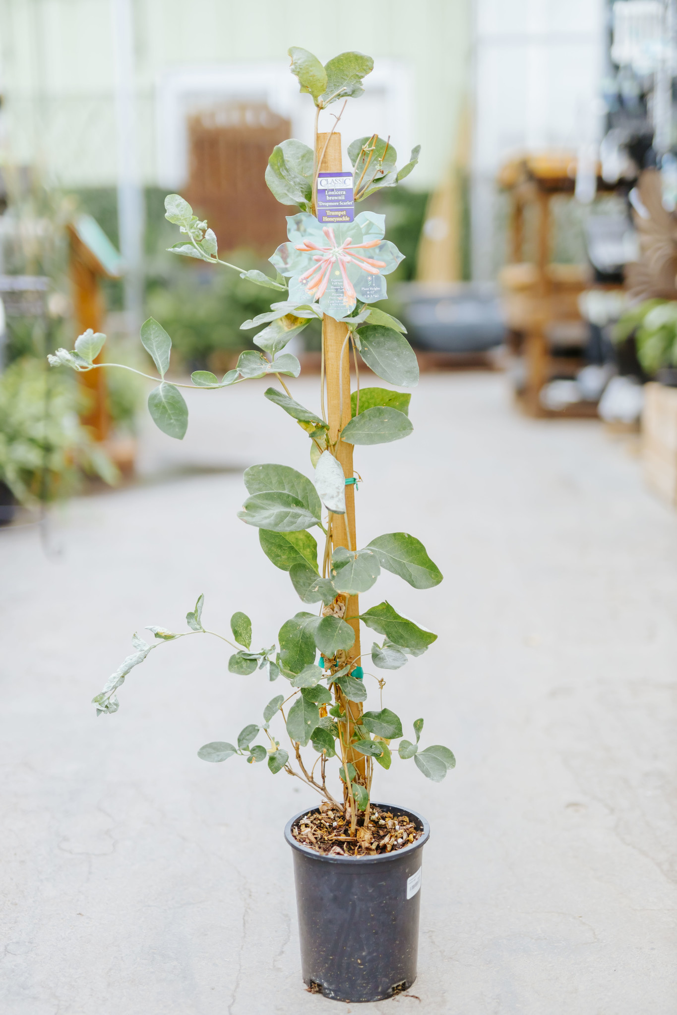 Honeysuckle Dropmore Scarlet 1gal