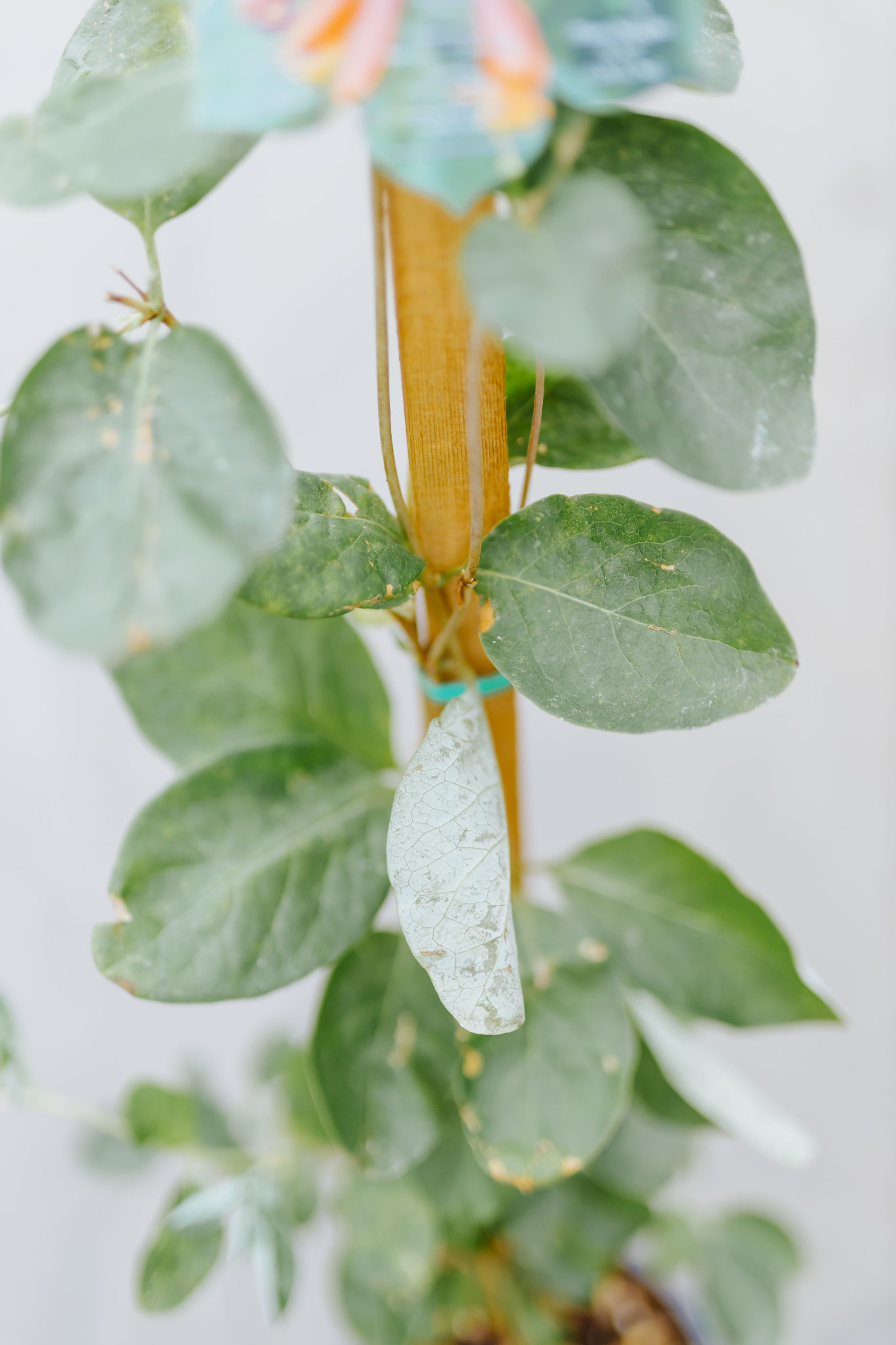 Honeysuckle Dropmore Scarlet 1gal