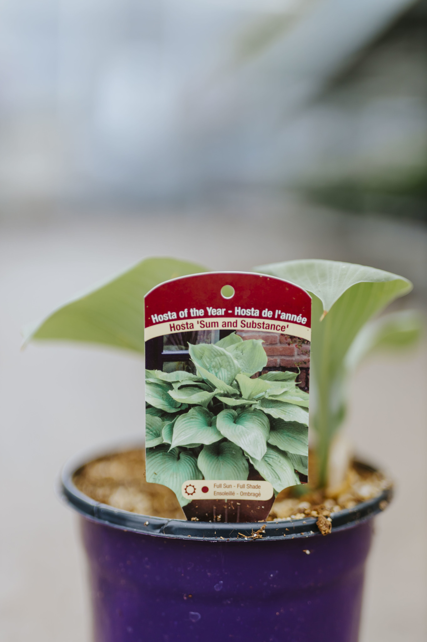 Hosta Sum and Substance