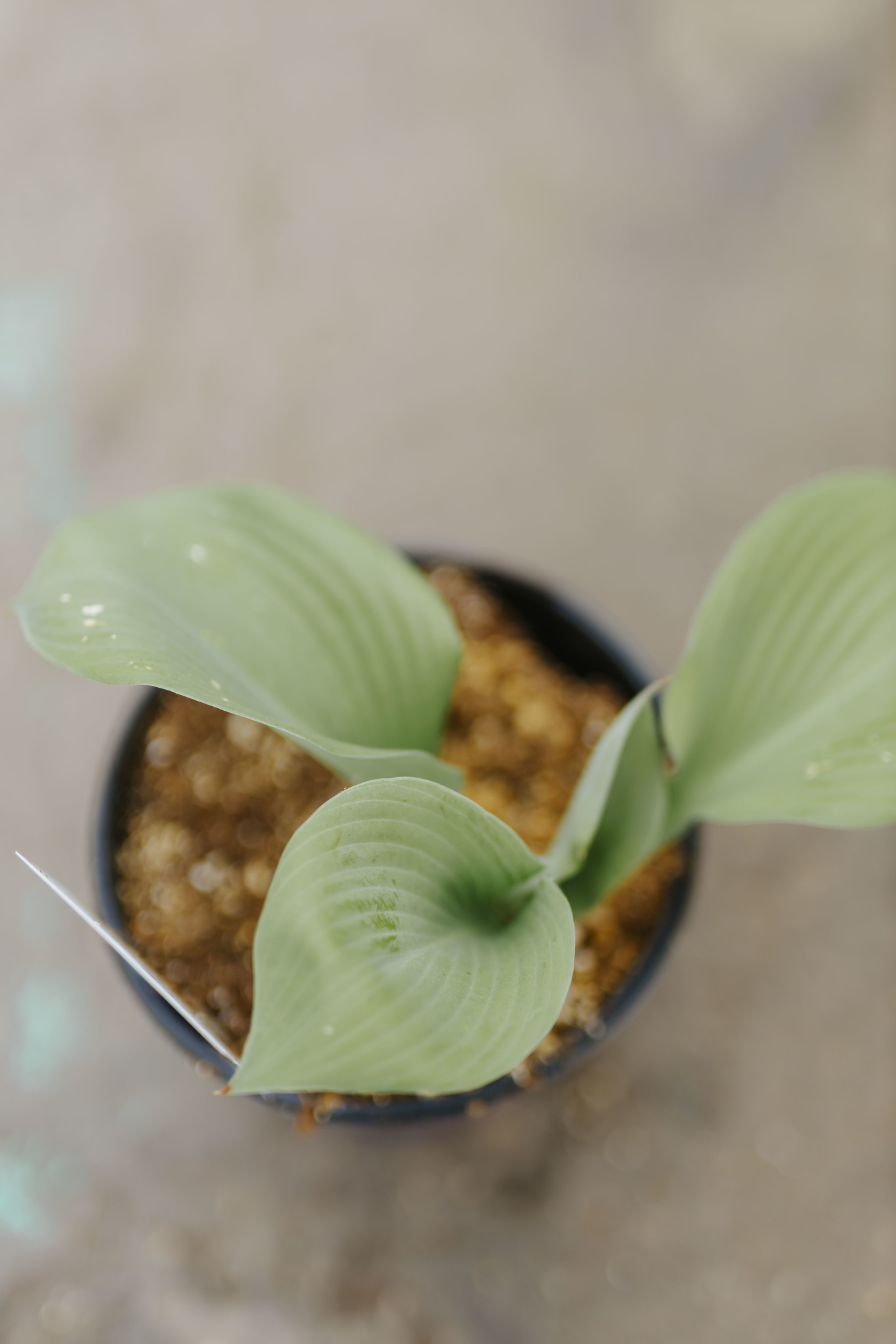 Hosta Sum and Substance