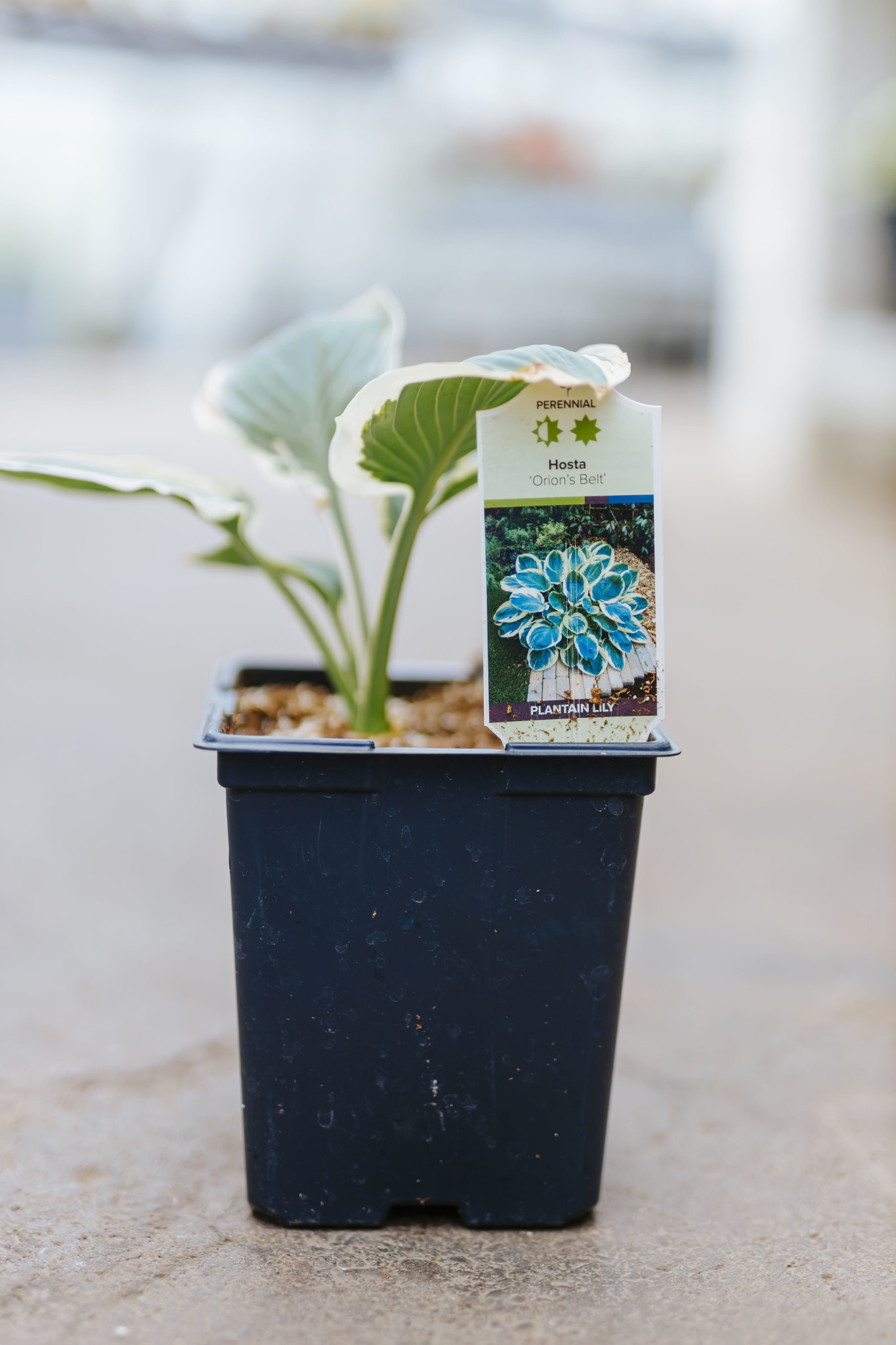 Hosta Orion's Belt 5.5"