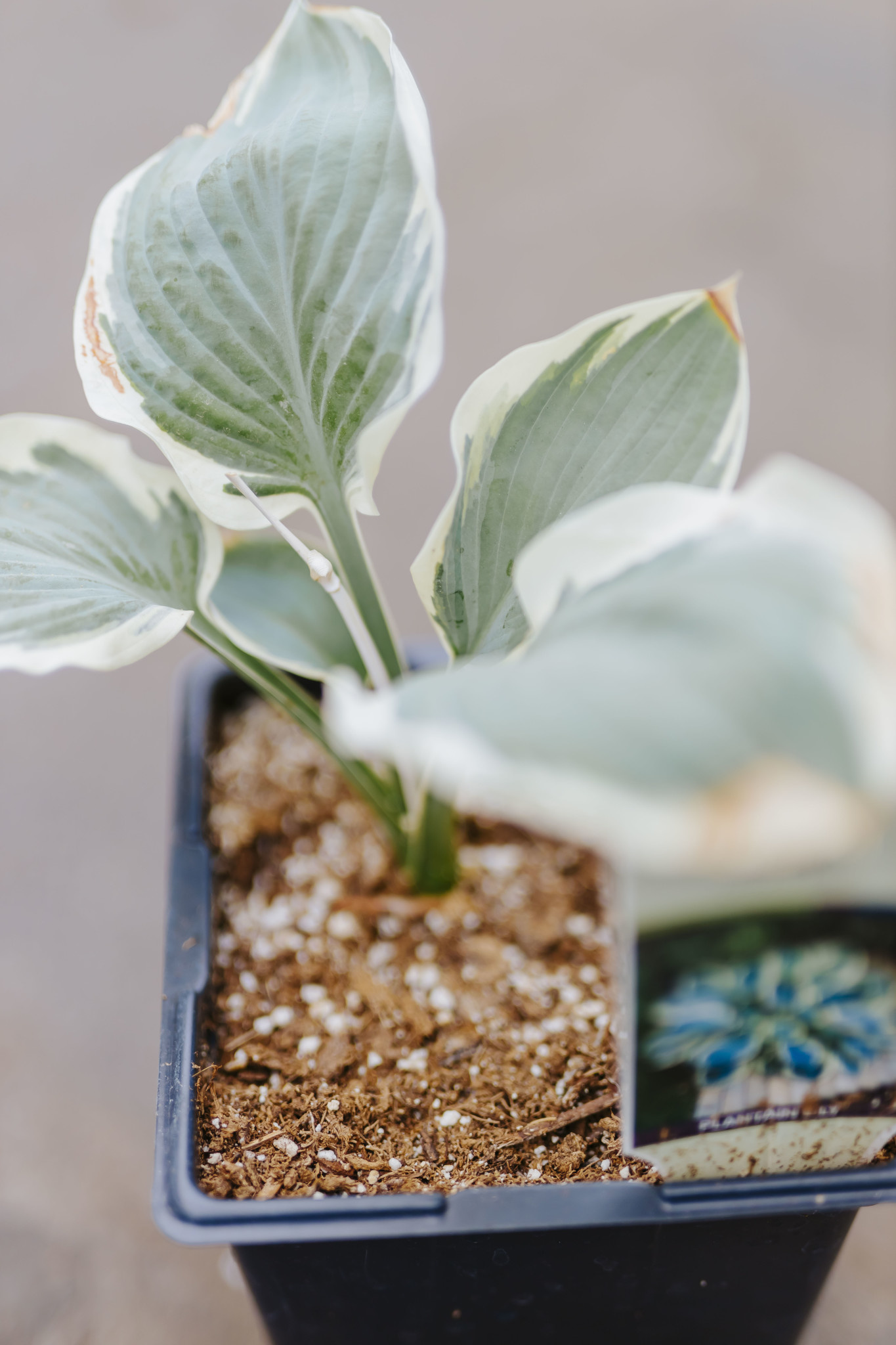 Hosta Orion's Belt 5.5"
