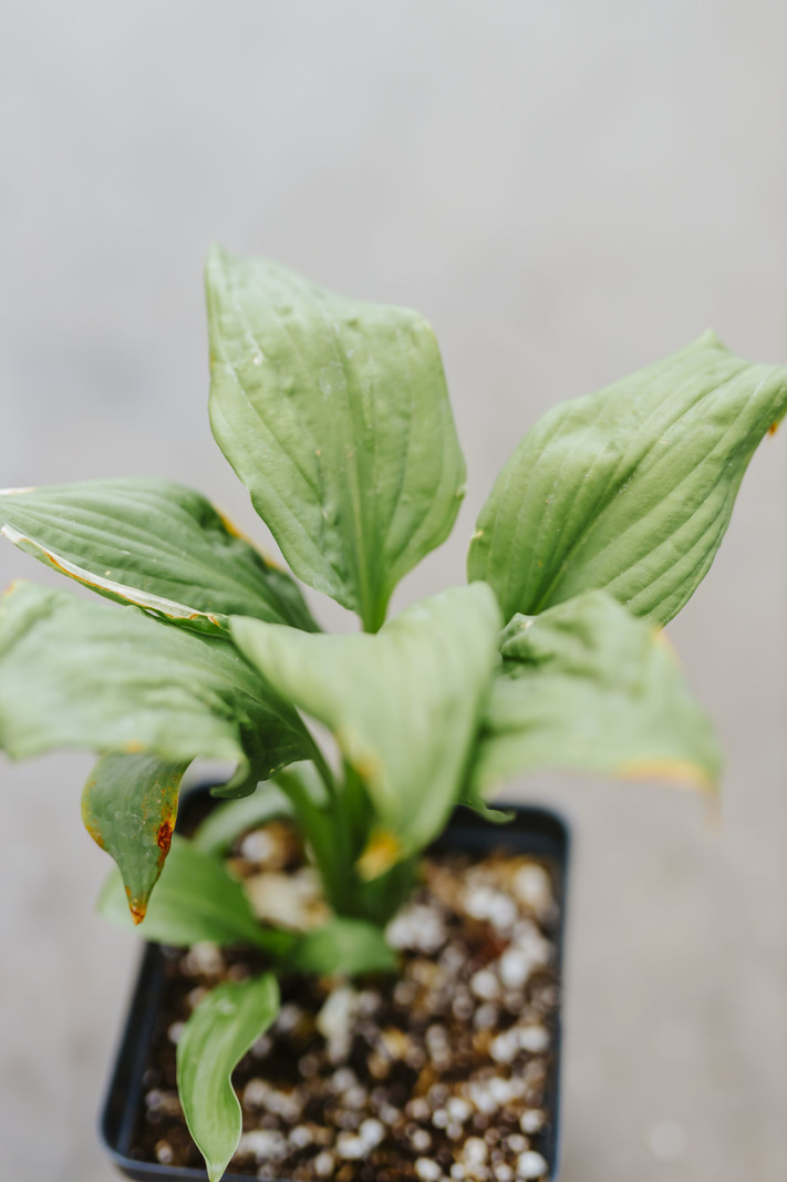 Hosta Dancing Queen 4.5"