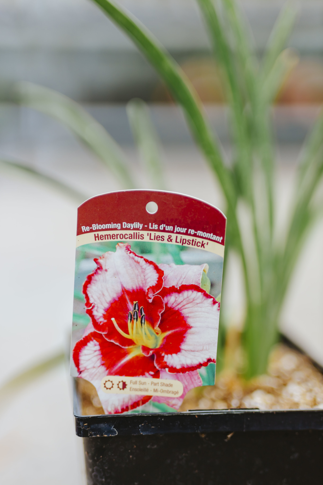 Daylily Lies and Lipstick 5.5"