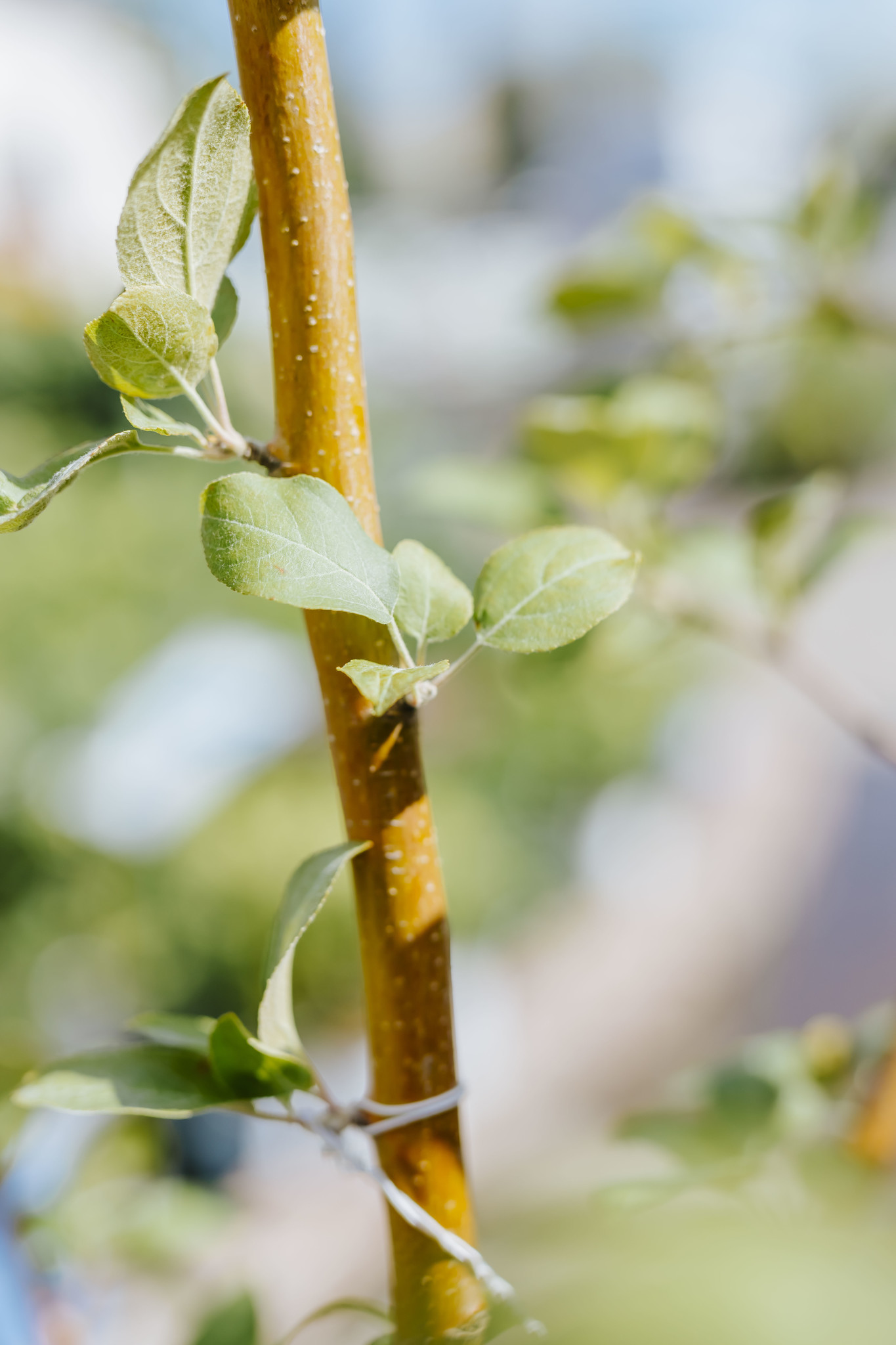 Apple Goodland 5gal